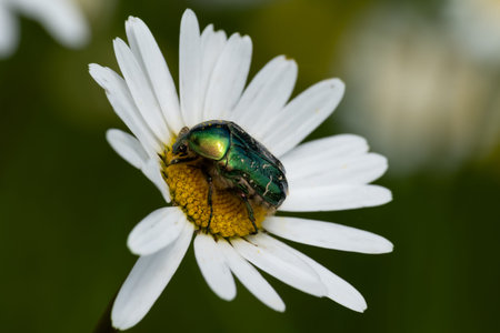 Summer landscape beautiful white clouds over a flowering meadow on a sunny dayの写真素材