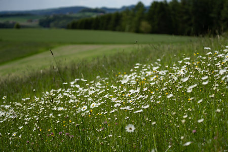 Summer landscape beautiful white clouds over a flowering meadow on a sunny dayの写真素材