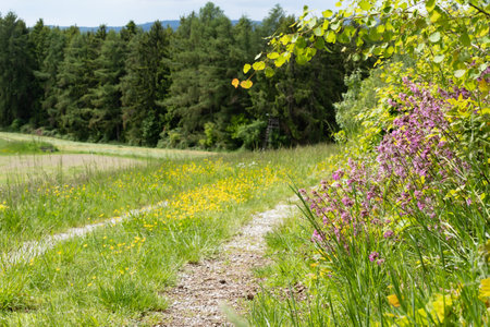 Summer landscape beautiful white clouds over a flowering meadow on a sunny dayの写真素材