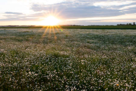 Summer landscape beautiful white clouds over a flowering meadow on a sunny dayの写真素材