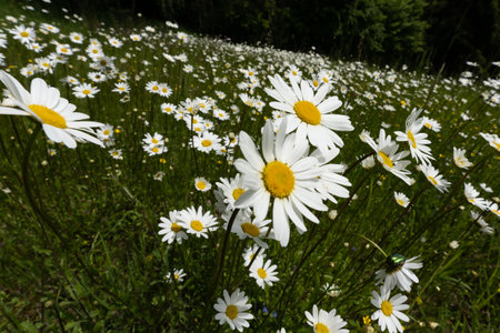 Summer landscape beautiful white clouds over a flowering meadow on a sunny dayの写真素材