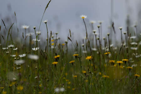 Summer landscape beautiful white clouds over a flowering meadow on a sunny dayの写真素材