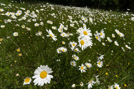 Summer landscape beautiful white clouds over a flowering meadow on a sunny dayの写真素材