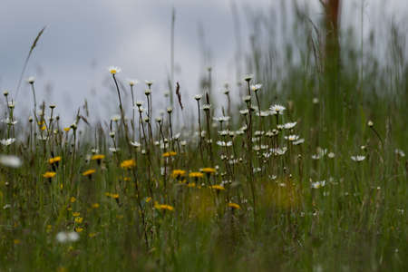 Summer landscape beautiful white clouds over a flowering meadow on a sunny dayの写真素材