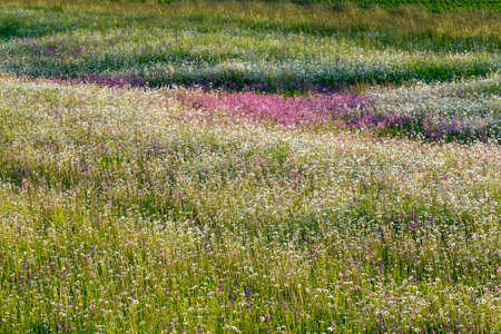 Summer landscape beautiful white clouds over a flowering meadow on a sunny dayの写真素材