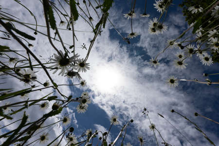 Summer landscape beautiful white clouds over a flowering meadow on a sunny dayの写真素材