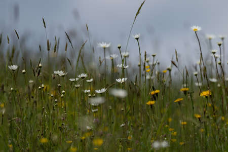 Summer landscape beautiful white clouds over a flowering meadow on a sunny dayの写真素材