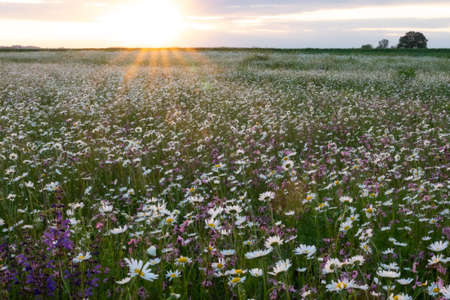 Summer landscape beautiful white clouds over a flowering meadow on a sunny dayの写真素材