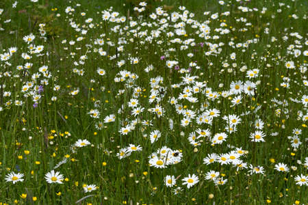 Summer landscape beautiful white clouds over a flowering meadow on a sunny dayの写真素材