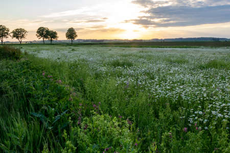 Summer landscape beautiful white clouds over a flowering meadow on a sunny dayの写真素材