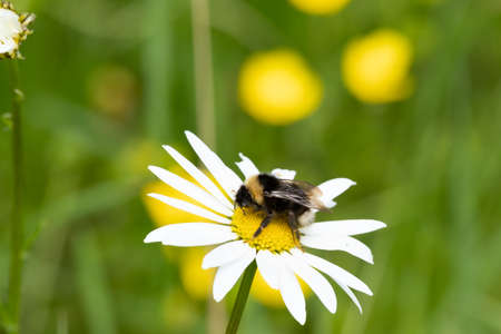 Summer landscape beautiful white clouds over a flowering meadow on a sunny dayの写真素材