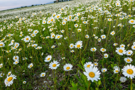 Summer landscape beautiful white clouds over a flowering meadow on a sunny dayの写真素材