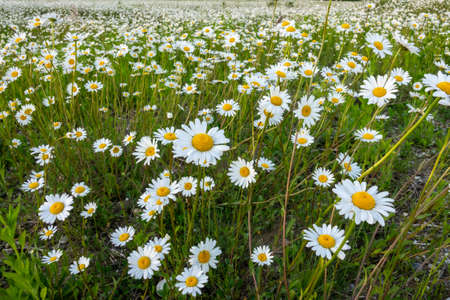 Summer landscape beautiful white clouds over a flowering meadow on a sunny dayの写真素材