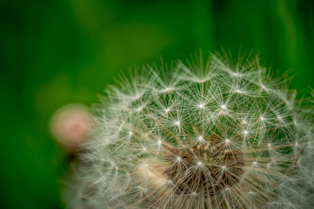 In harmony with nature. White dandelion seed head on green background