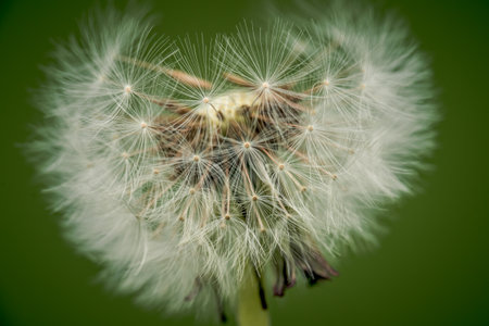 In harmony with nature. White dandelion seed head on green backgroundの写真素材