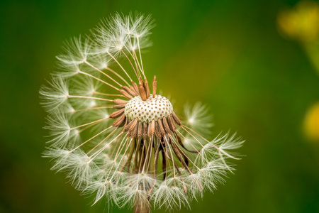 In harmony with nature. White dandelion seed head on green backgroundの写真素材