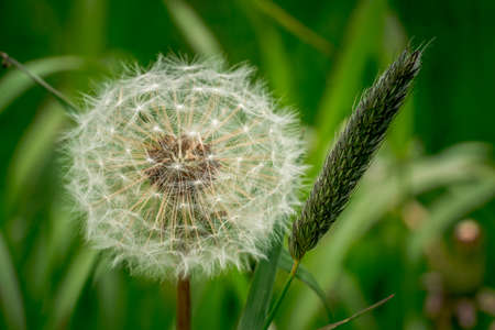 In harmony with nature. White dandelion seed head on green backgroundの写真素材