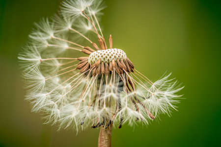 In harmony with nature. White dandelion seed head on green backgroundの写真素材