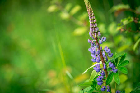 First spring flowers, colorful flowers and plants Snowdrops in the garden, sunlightの写真素材