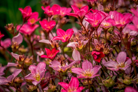 First spring flowers, colorful flowers and plants Snowdrops in the garden, sunlightの写真素材