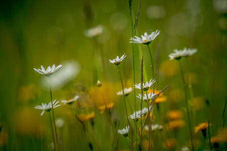 First spring flowers, colorful flowers and plants Snowdrops in the garden, sunlightの写真素材