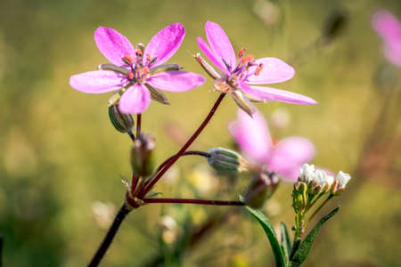 First spring flowers, colorful flowers and plants Snowdrops in the garden, sunlightの写真素材