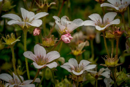 First spring flowers, colorful flowers and plants Snowdrops in the garden, sunlightの写真素材