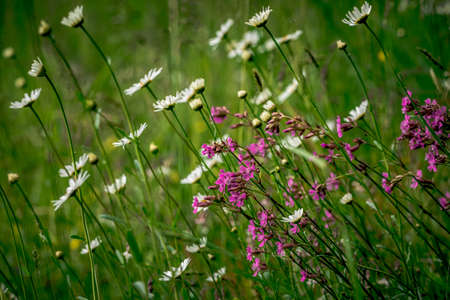First spring flowers, colorful flowers and plants Snowdrops in the garden, sunlightの写真素材
