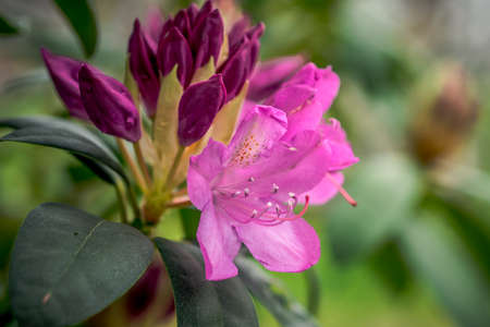 First spring flowers, colorful flowers and plants Snowdrops in the garden, sunlightの写真素材