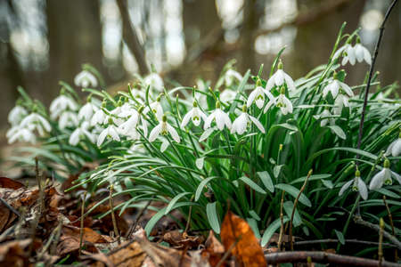 First spring flowers, colorful flowers and plants Snowdrops in the garden, sunlightの写真素材