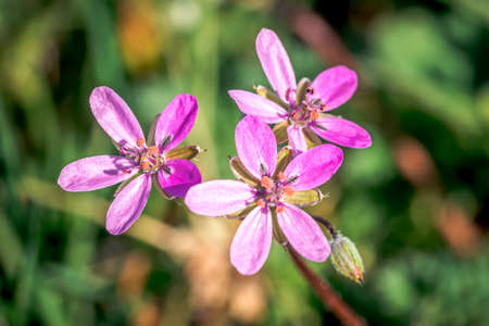 First spring flowers, colorful flowers and plants Snowdrops in the garden, sunlightの写真素材