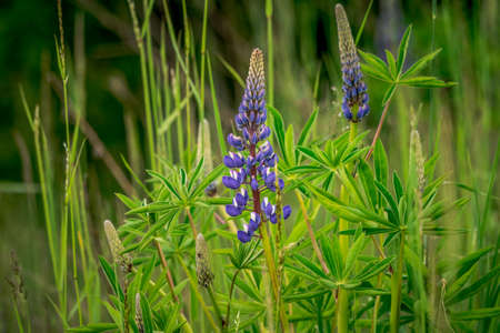 First spring flowers, colorful flowers and plants Snowdrops in the garden, sunlightの写真素材
