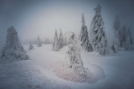 Dreisesselberg in winter with snow on the border of Germany and the Czech Republic, Bavarian Forest - Sumava National Park, Germany - Czech Republic. High quality photoの写真素材