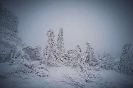 Dreisesselberg in winter with snow on the border of Germany and the Czech Republic, Bavarian Forest - Sumava National Park, Germany - Czech Republic. High quality photoの写真素材