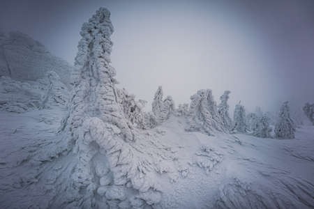 Dreisesselberg in winter with snow on the border of Germany and the Czech Republic, Bavarian Forest - Sumava National Park, Germany - Czech Republic. High quality photoの写真素材