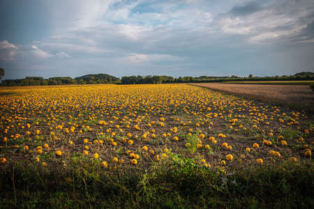 Pumpkin patch on a late afternoon in early fall. Pumpkin field with evening sun. Field with pumpkins at sunset in Bavaria Germany.の写真素材