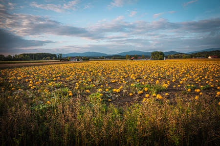 Pumpkin patch on a late afternoon in early fall. Pumpkin field with evening sun. Field with pumpkins at sunset in Bavaria Germany.の写真素材