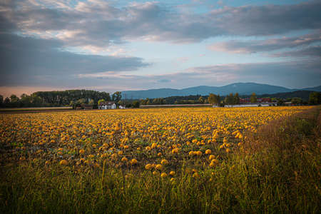 Pumpkin patch on a late afternoon in early fall. Pumpkin field with evening sun. Field with pumpkins at sunset in Bavaria Germany.の写真素材
