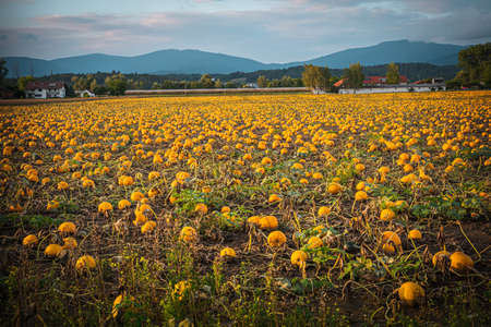Pumpkin patch on a late afternoon in early fall. Pumpkin field with evening sun. Field with pumpkins at sunset in Bavaria Germany.の写真素材