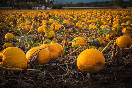 Pumpkin patch on a late afternoon in early fall. Pumpkin field with evening sun. Field with pumpkins at sunset in Bavaria Germany.の写真素材
