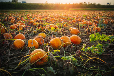 Pumpkin patch on a late afternoon in early fall. Pumpkin field with evening sun. Field with pumpkins at sunset in Bavaria Germany.の写真素材