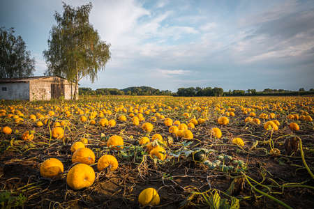 Pumpkin patch on a late afternoon in early fall. Pumpkin field with evening sun. Field with pumpkins at sunset in Bavaria Germany.の写真素材