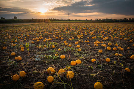 Pumpkin patch on a late afternoon in early fall. Pumpkin field with evening sun. Field with pumpkins at sunset in Bavaria Germany.の写真素材