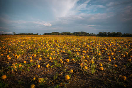Pumpkin patch on a late afternoon in early fall. Pumpkin field with evening sun. Field with pumpkins at sunset in Bavaria Germany.の写真素材