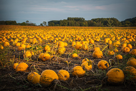 Pumpkin patch on a late afternoon in early fall. Pumpkin field with evening sun. Field with pumpkins...