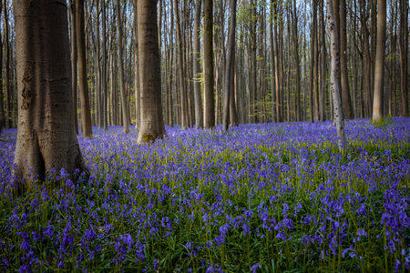 Beautiful bluebells in spring forest, Hallerbos, Belgiumの写真素材