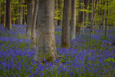 Bluebells in Springtime, Hallerbos, Belgium.の写真素材