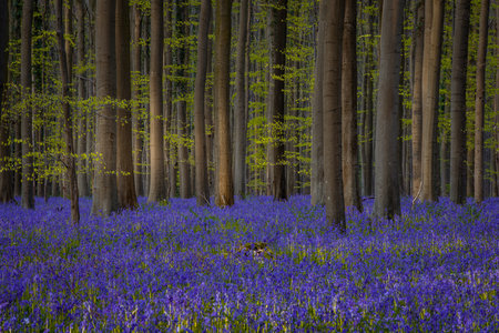 Bluebells in springtime in Hallerbos, Belgium.の写真素材