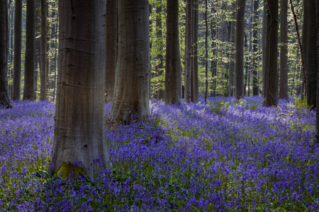 Bluebells in the morning light in Hallerbos, Belgiumの写真素材