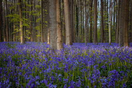 Bluebells in springtime, Hallerbos, Belgium.の写真素材